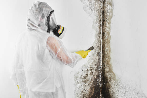 Best Mold Damage Restoration  in Denver City, TX